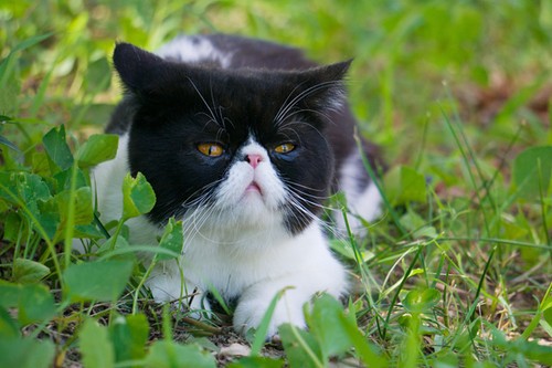 ����΢����ʤ���� A6000ץ�����߶���