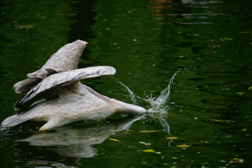 ����΢����ʤ���� A6000ץ�����߶���