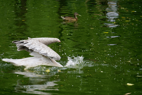 ����΢����ʤ���� A6000ץ�����߶���