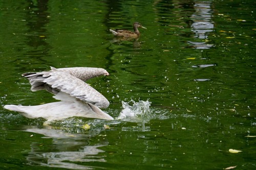 ����΢����ʤ���� A6000ץ�����߶���