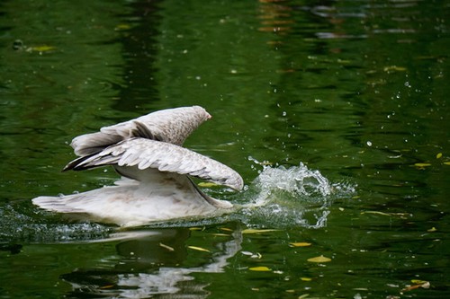 ����΢����ʤ���� A6000ץ�����߶���