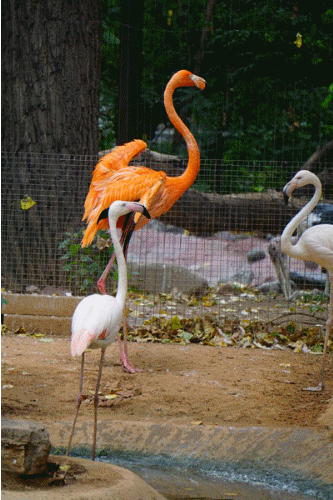 ����΢����ʤ���� A6000ץ�����߶���