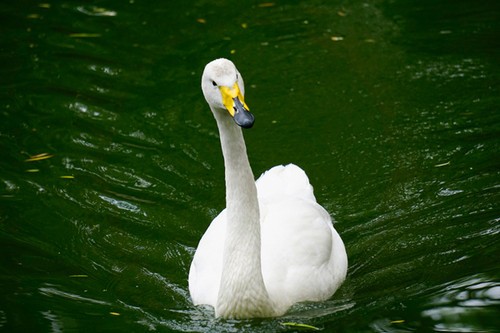 ����΢����ʤ���� A6000ץ�����߶���