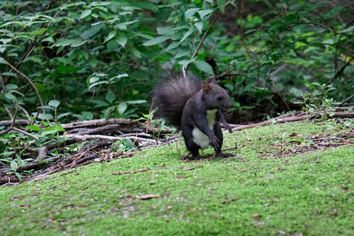 ����΢����ʤ���� A6000ץ�����߶���